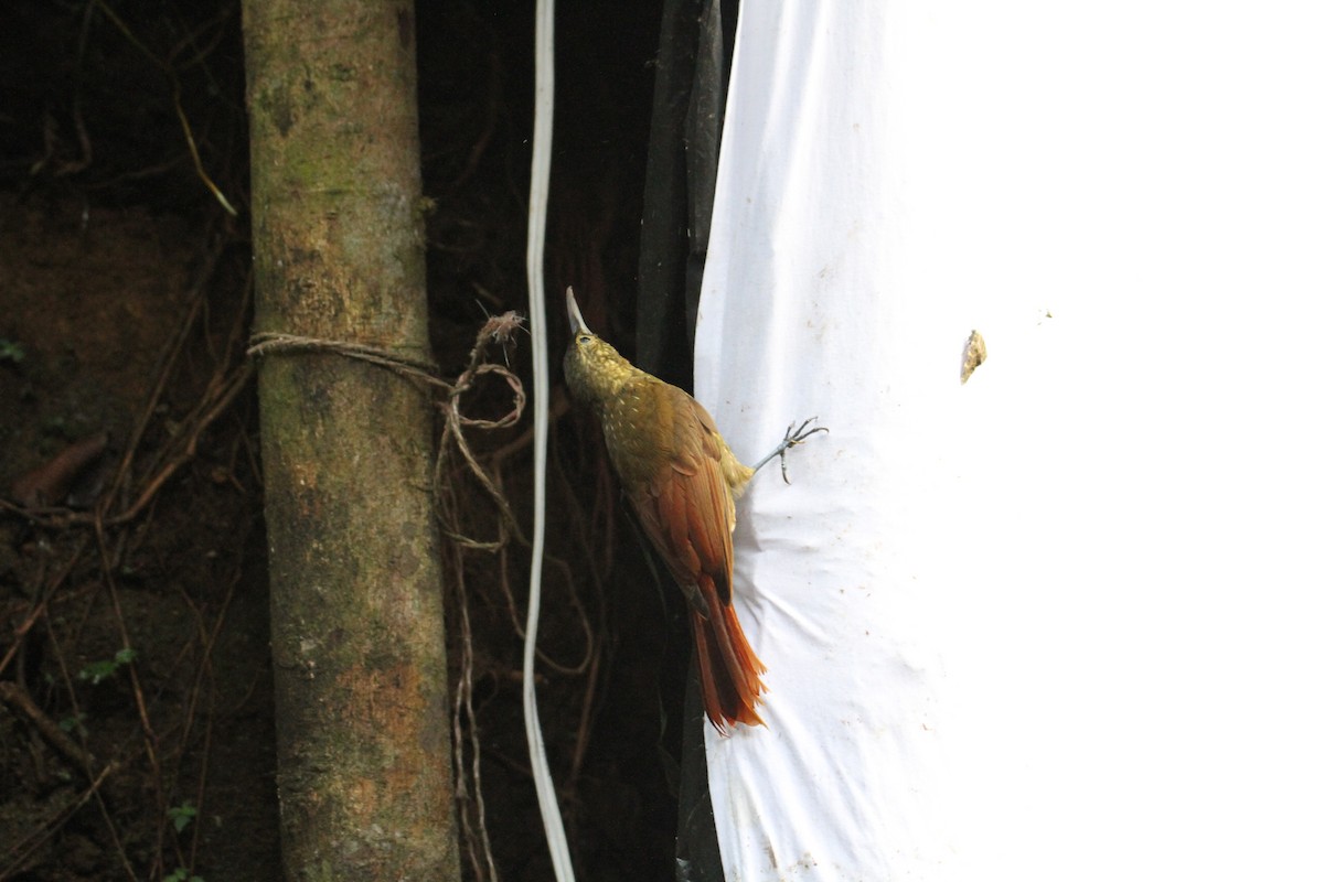 Spotted Woodcreeper - ML600226671