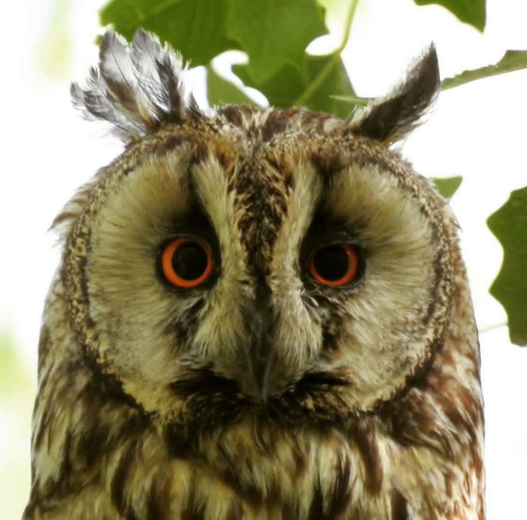 Long-eared Owl - ML600228261