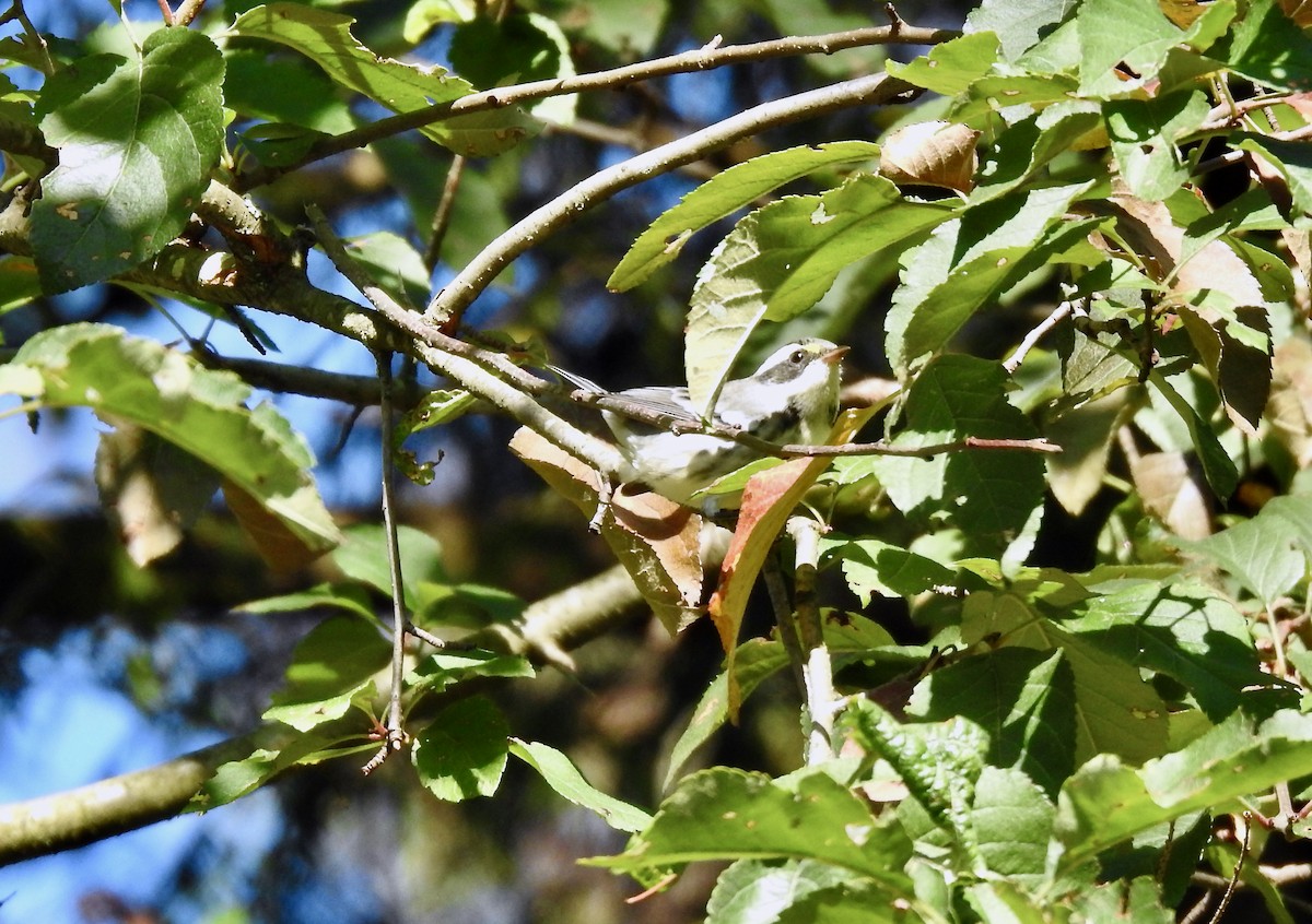 Black-throated Gray Warbler - ML600229231