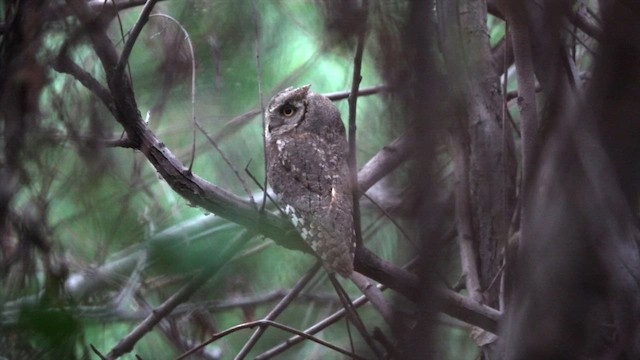 Eurasian Scops-Owl - ML600232191