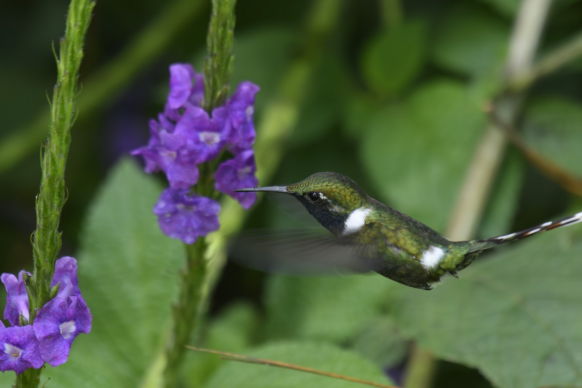 Sparkling-tailed Hummingbird - ML600235341