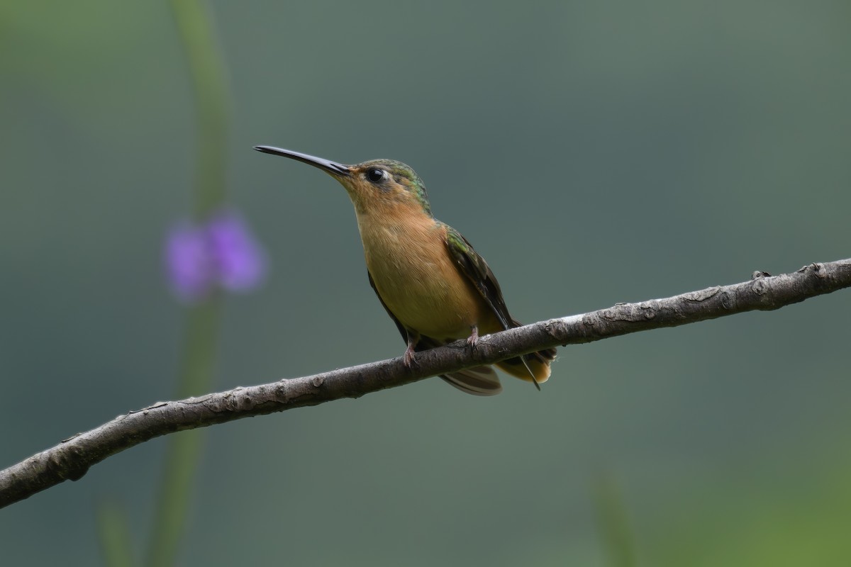 kolibřík pestroocasý - ML600241021