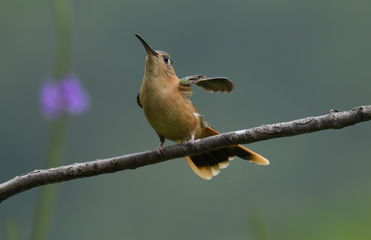 kolibřík pestroocasý - ML600241031
