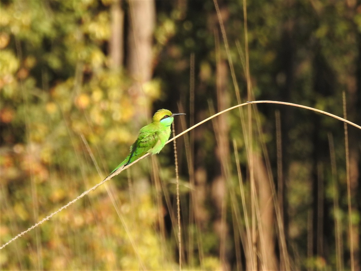 Asian Green Bee-eater - Ryan Irvine