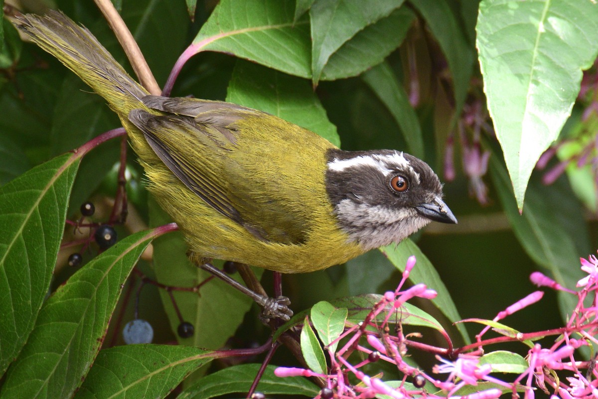 Sooty-capped Chlorospingus - Ben  Lucking
