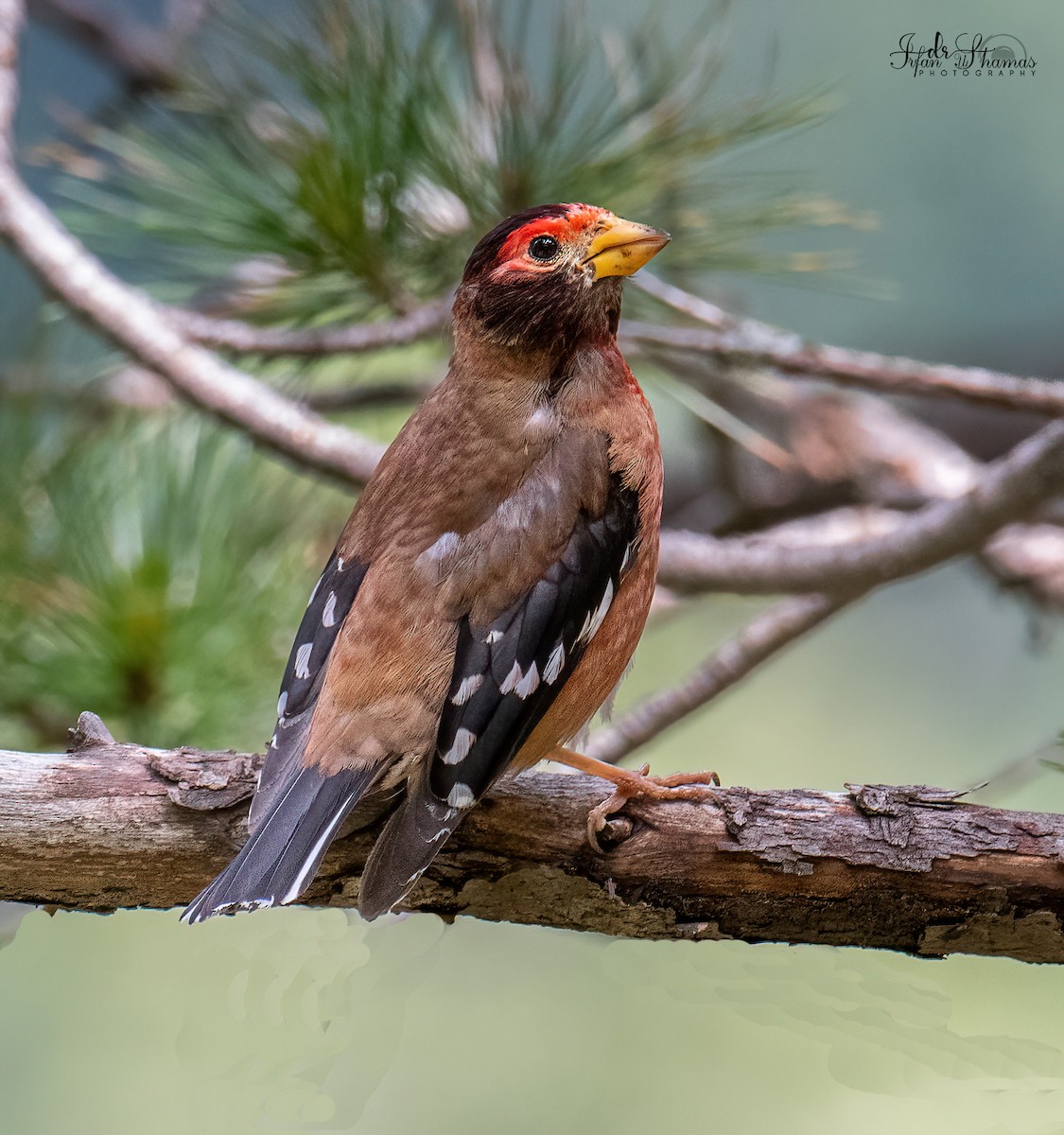 Spectacled Finch - ML600248861