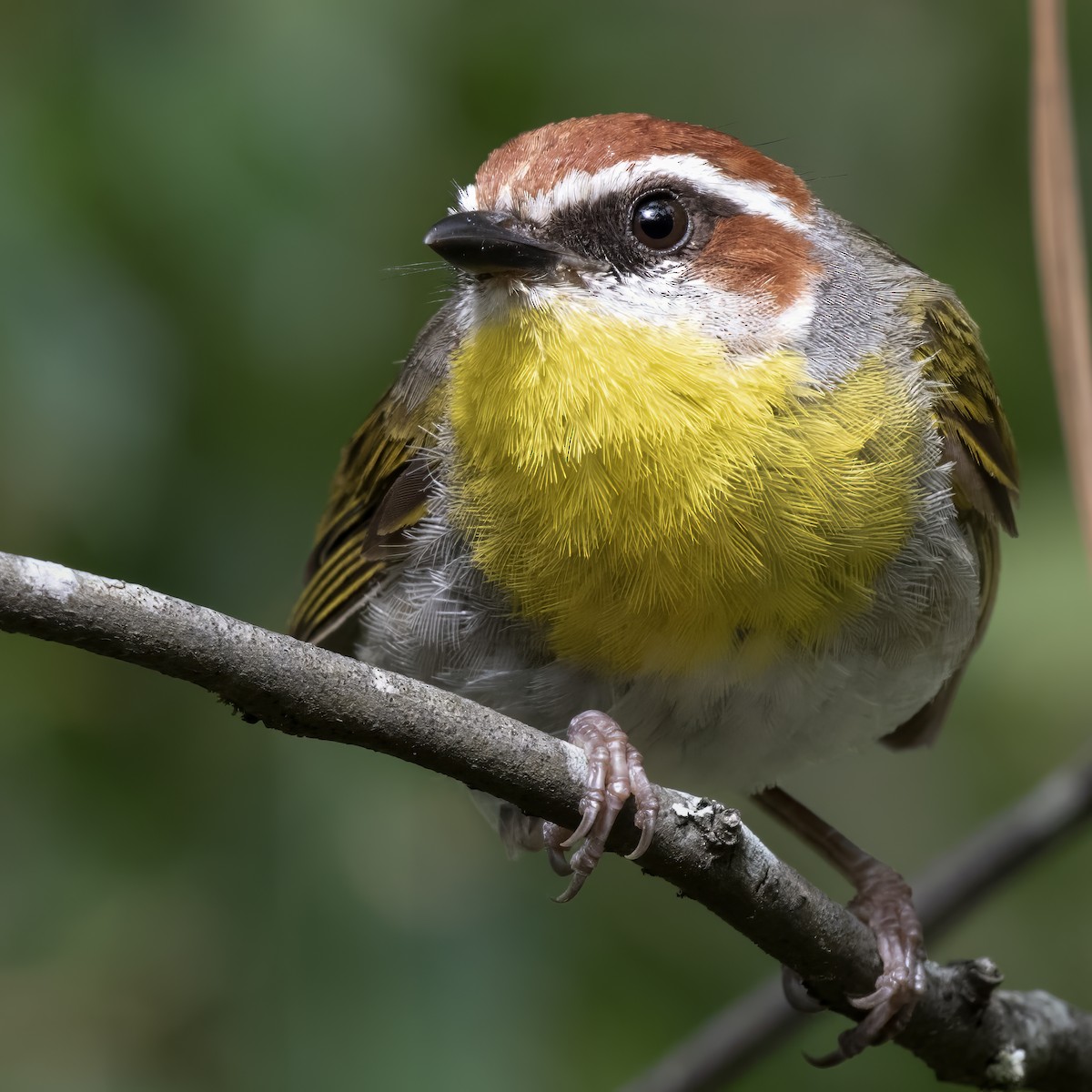 Rufous-capped Warbler - ML600249811