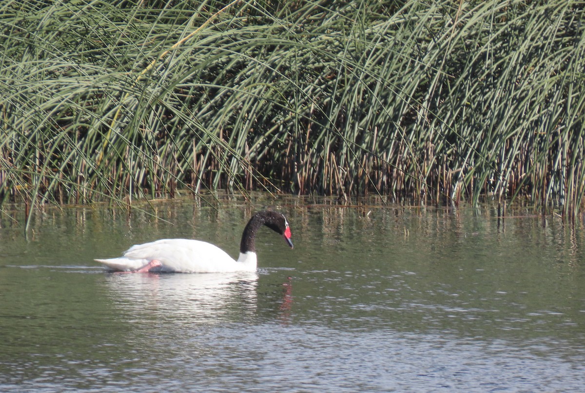 Black-necked Swan - ML600250731