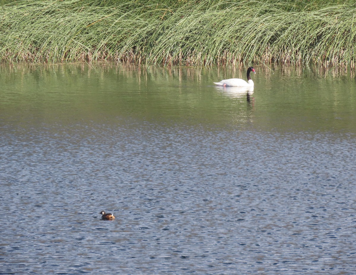 Black-necked Swan - ML600250791