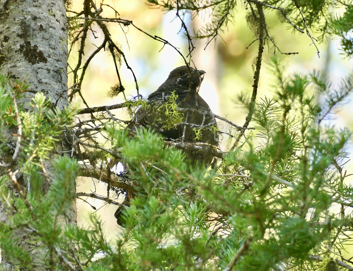 EBird Checklist 2 Aug 2023 299 Road Near MP 114 8 Species