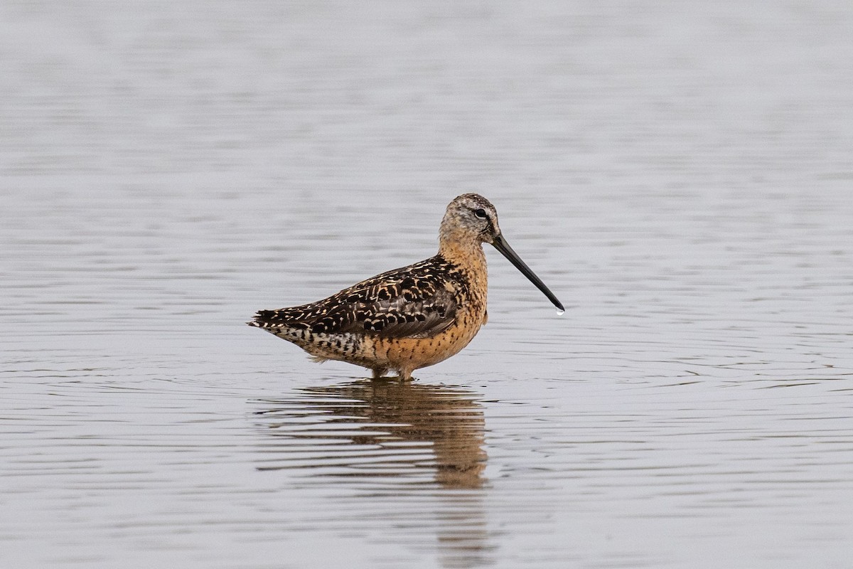 Long-billed Dowitcher - ML600252671