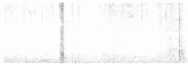 White-vented Violetear - ML600252711