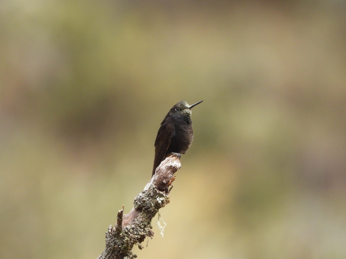 kolibřík mourovatý - ML600254671