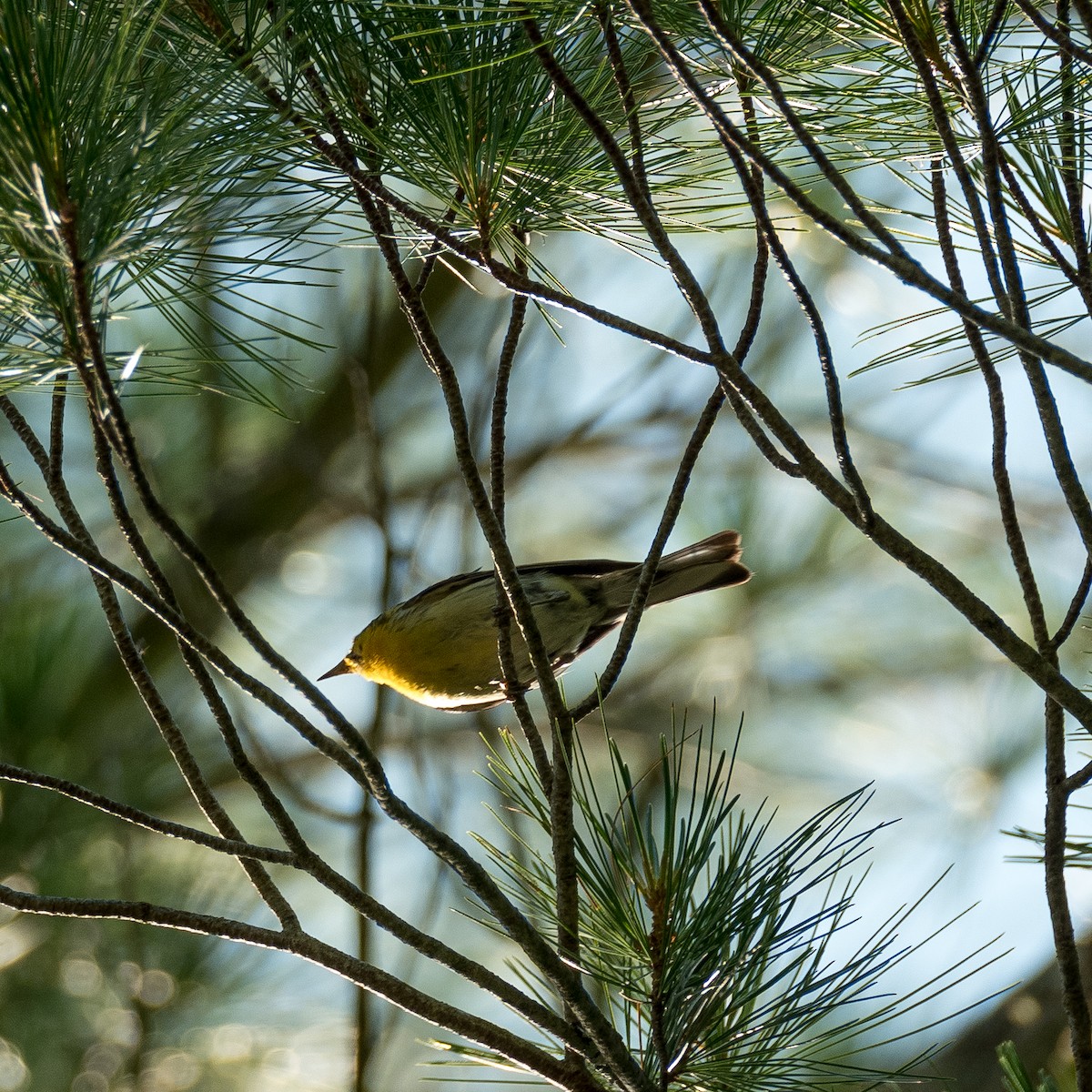 Pine Warbler - ML600260571