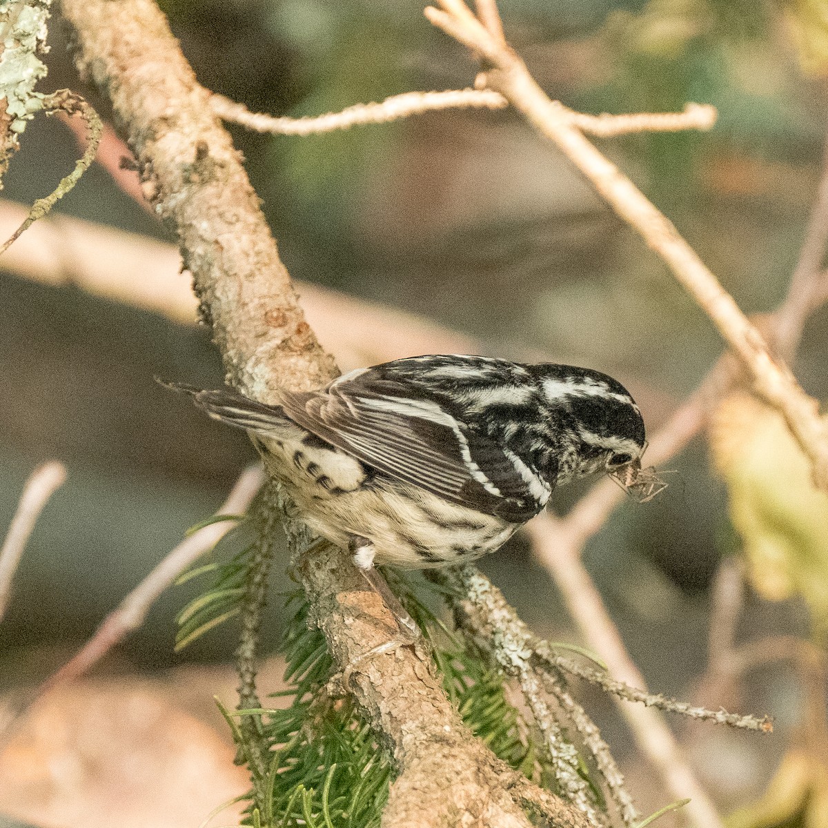 Black-and-white Warbler - ML600260651