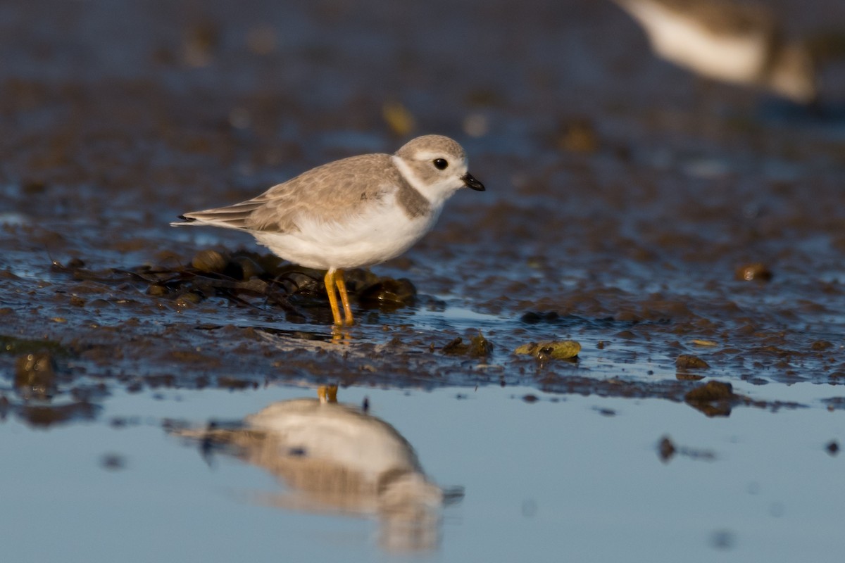 Piping Plover - ML600261791