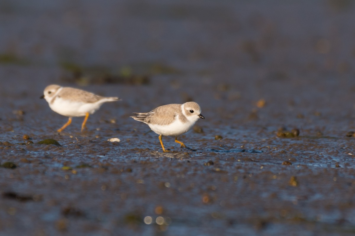 Piping Plover - ML600261811