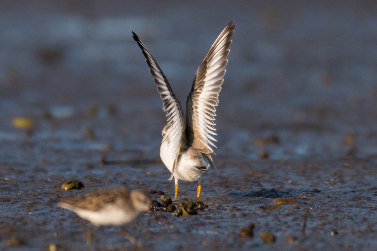 Piping Plover - ML600261821