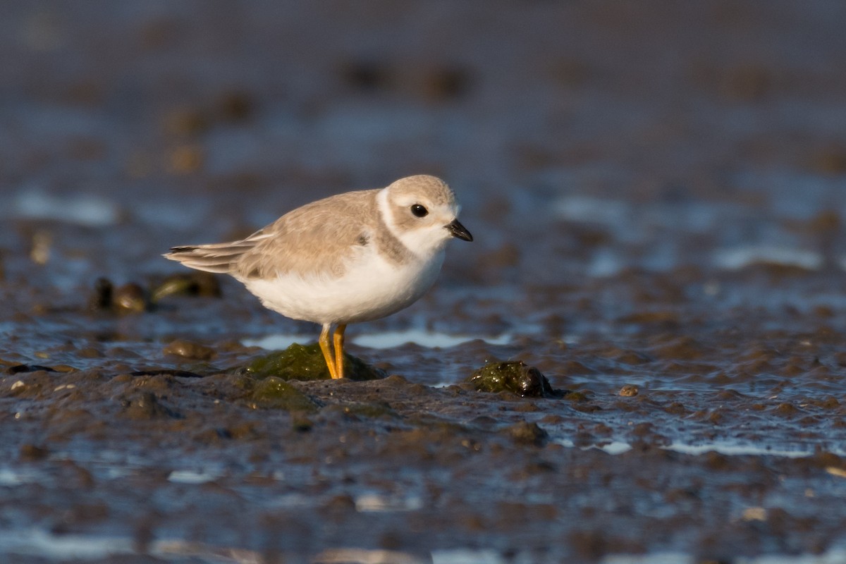Piping Plover - ML600261831