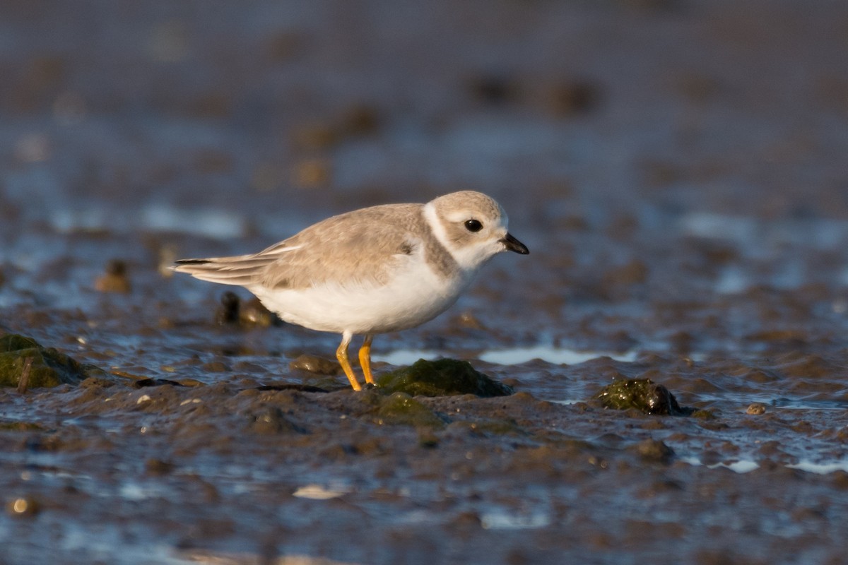 Piping Plover - ML600261841