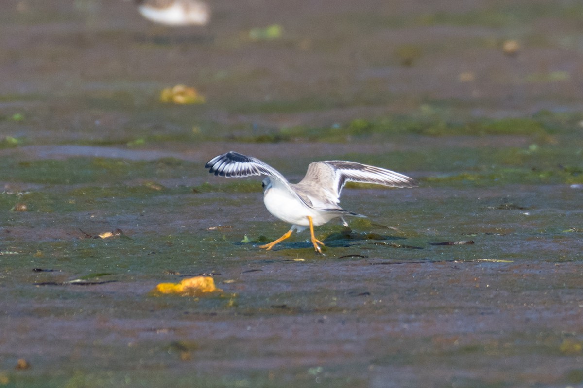 Piping Plover - ML600261861