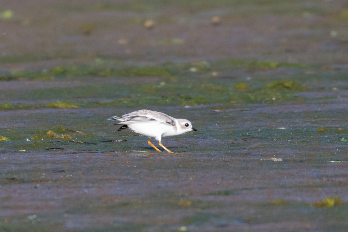 Piping Plover - ML600261881