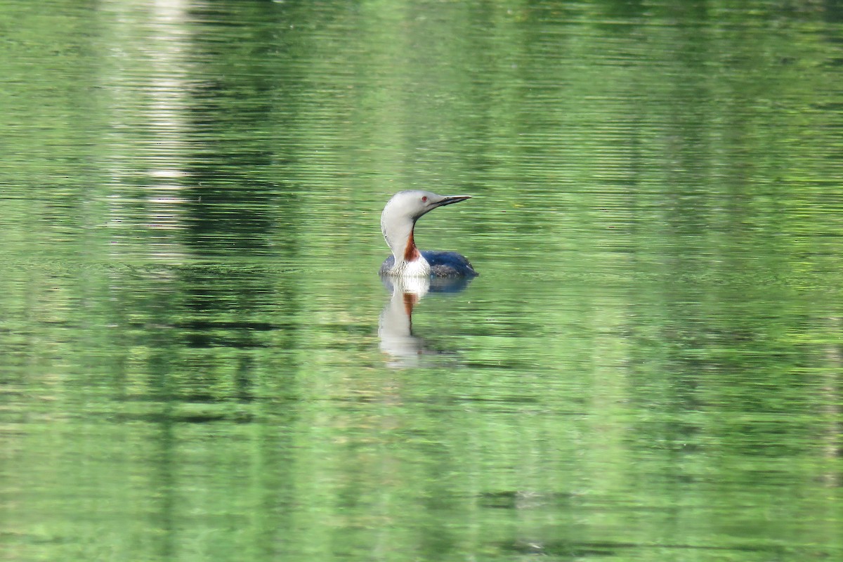 Red-throated Loon - ML600262791
