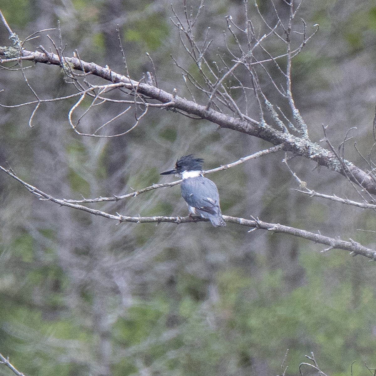 Belted Kingfisher - ML600268161