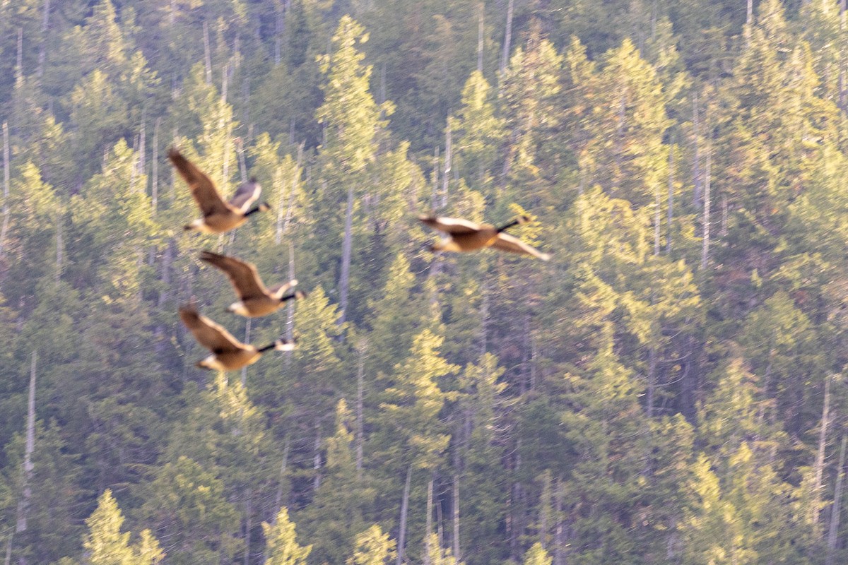 eBird Checklist - 1 Aug 2023 - Great Bear Lodge, BC, Canada - 11 species