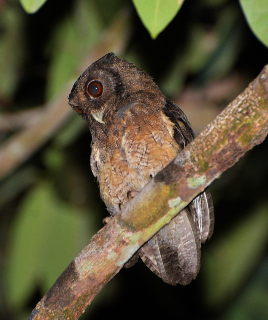 Tawny-bellied Screech-Owl - ML600278691