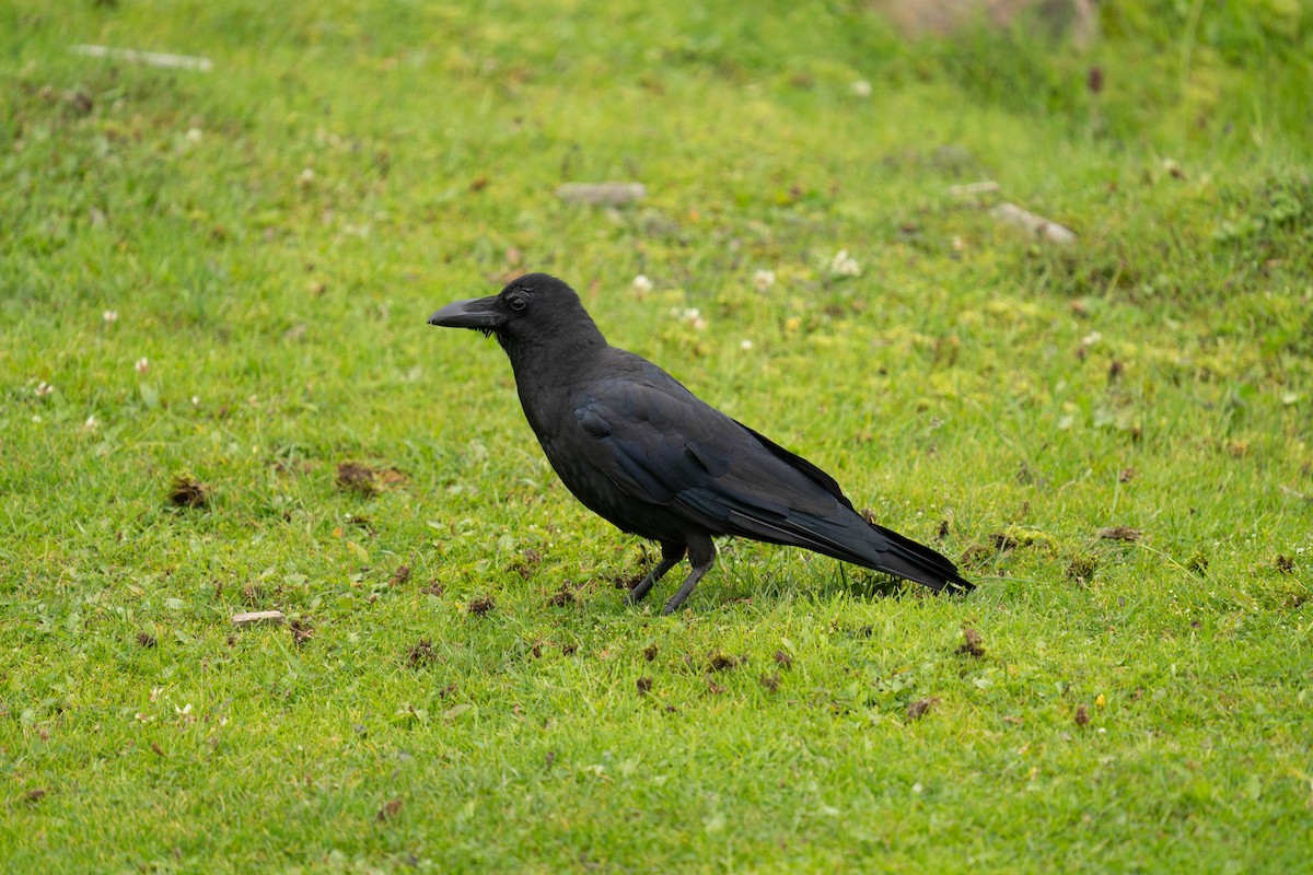 Large-billed Crow - Jawad Ali