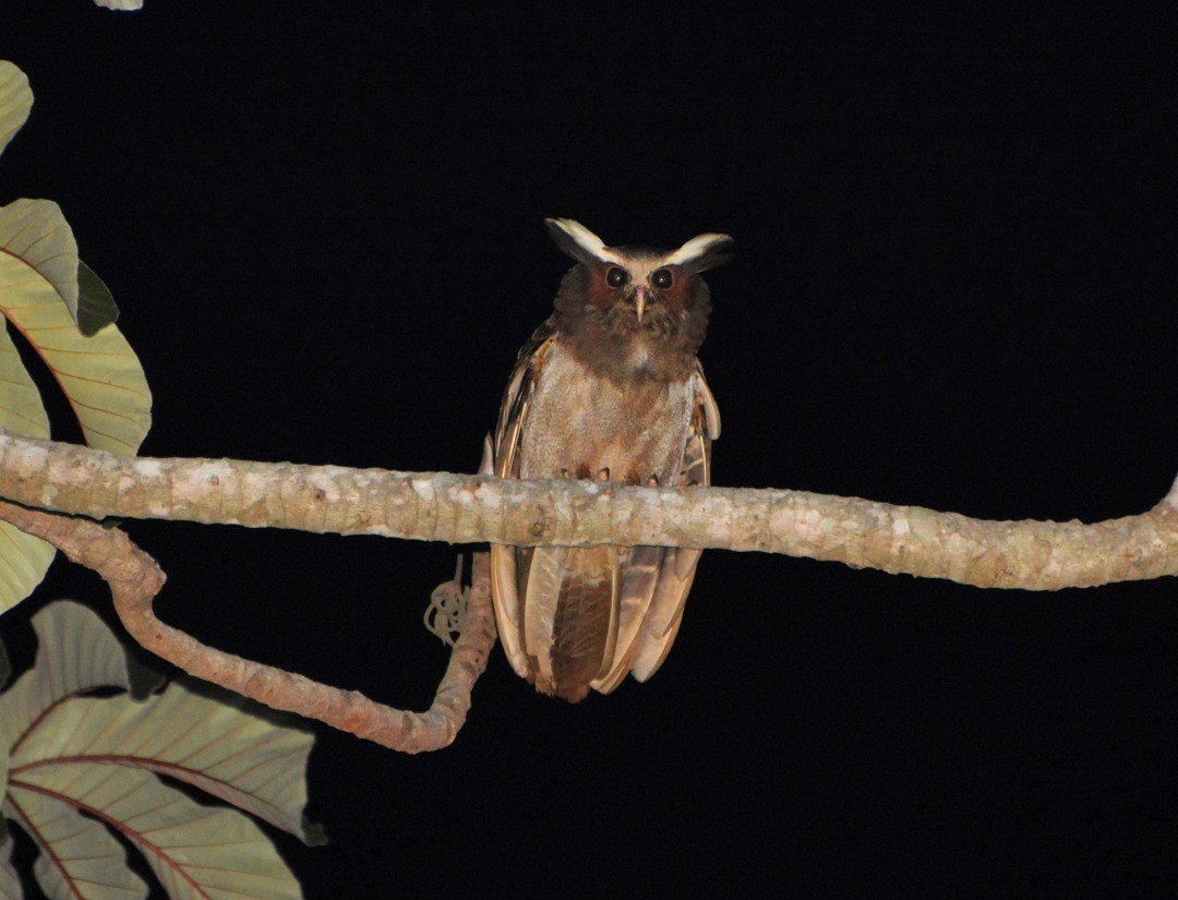 Crested Owl - ML600278741