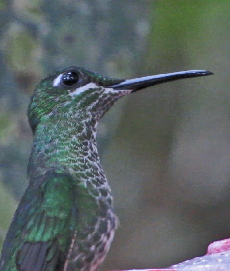 Green-crowned Brilliant - ML600281261