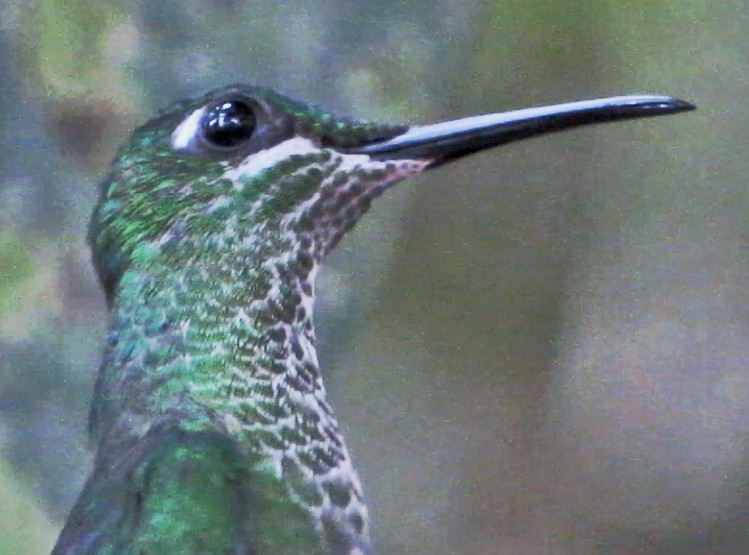 Green-crowned Brilliant - ML600281271
