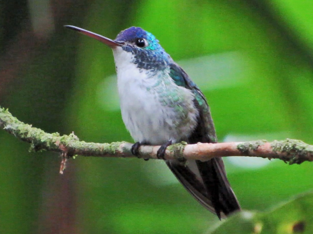 kolibřík andský - ML600282151