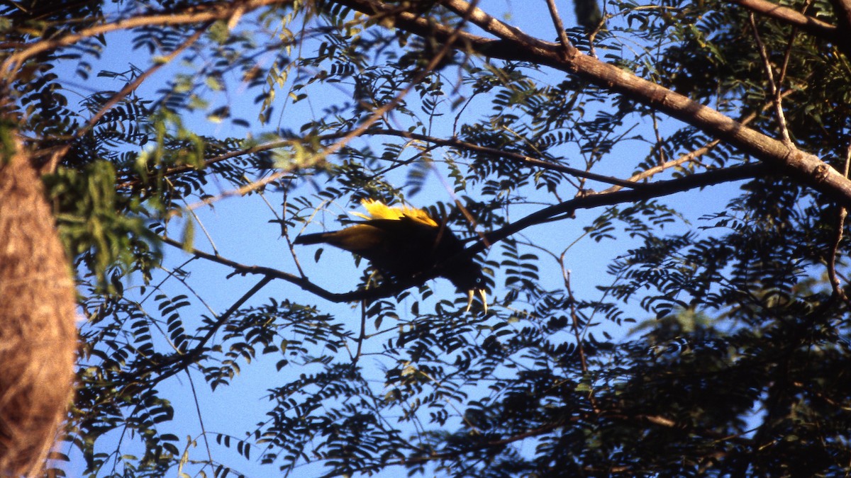 Yellow-rumped Cacique - ML600291391