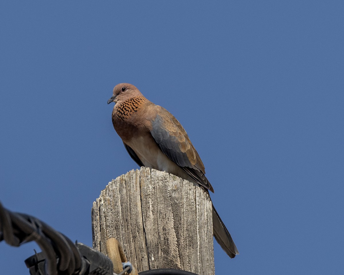 Laughing Dove - ML600291661