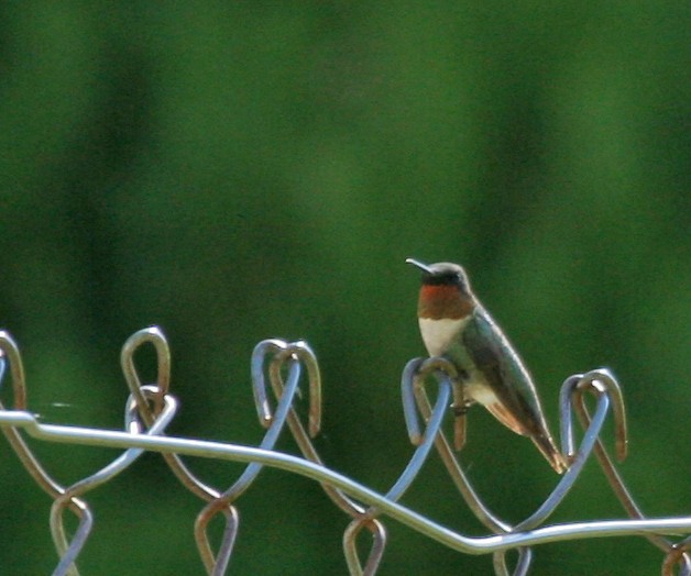 Ruby-throated Hummingbird - Dale Clark