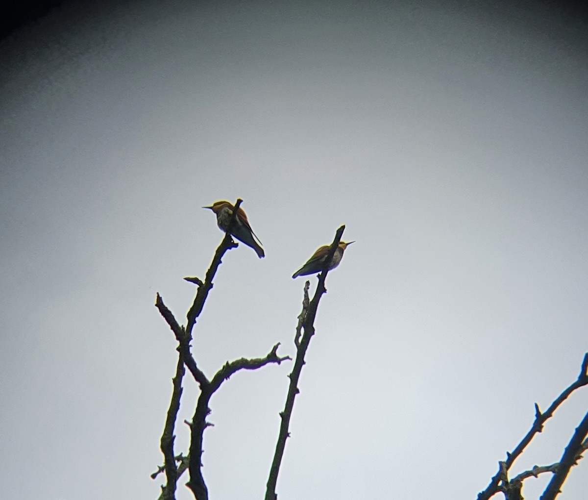 European Bee-eater - ML600295171
