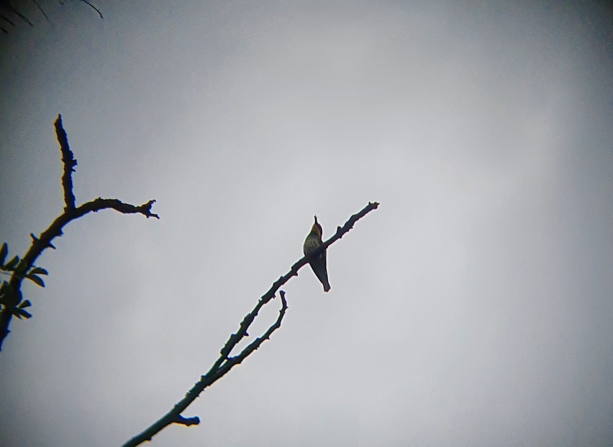 European Bee-eater - ML600295181
