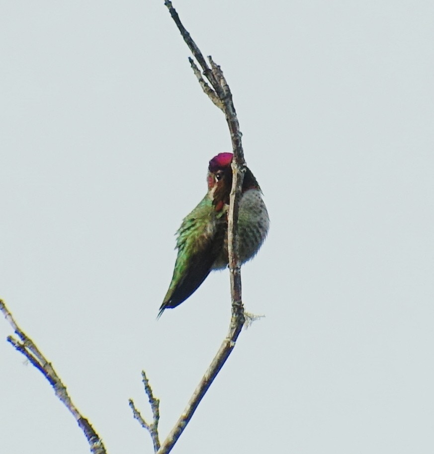 Anna's Hummingbird - Richard Smethurst