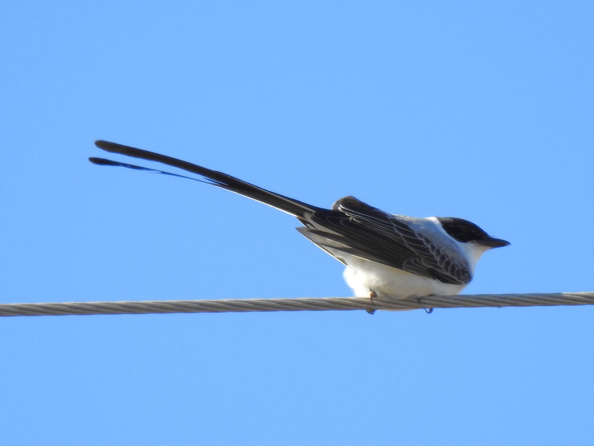 Fork-tailed Flycatcher - ML600302211