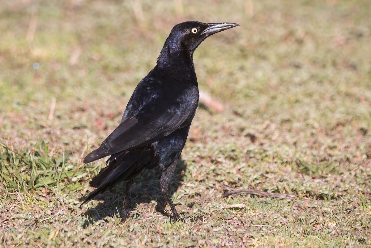 Great-tailed Grackle - ML600302901