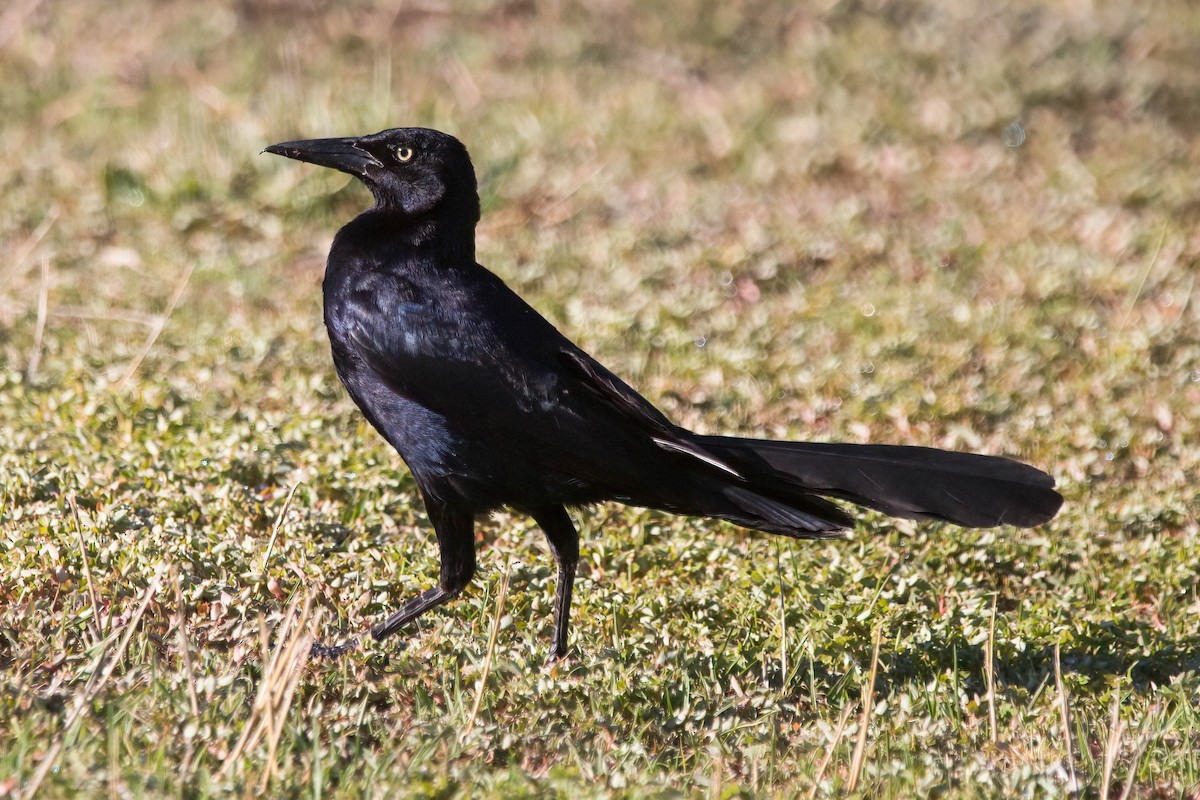 Great-tailed Grackle - ML600302931