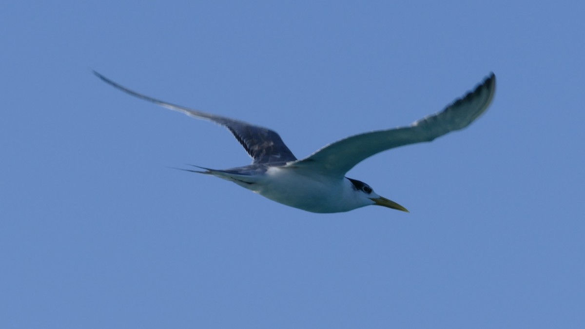 Great Crested Tern - ML600303491