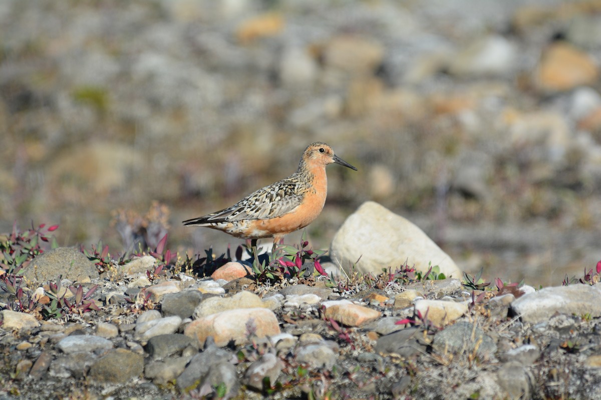Red Knot - ML600303831