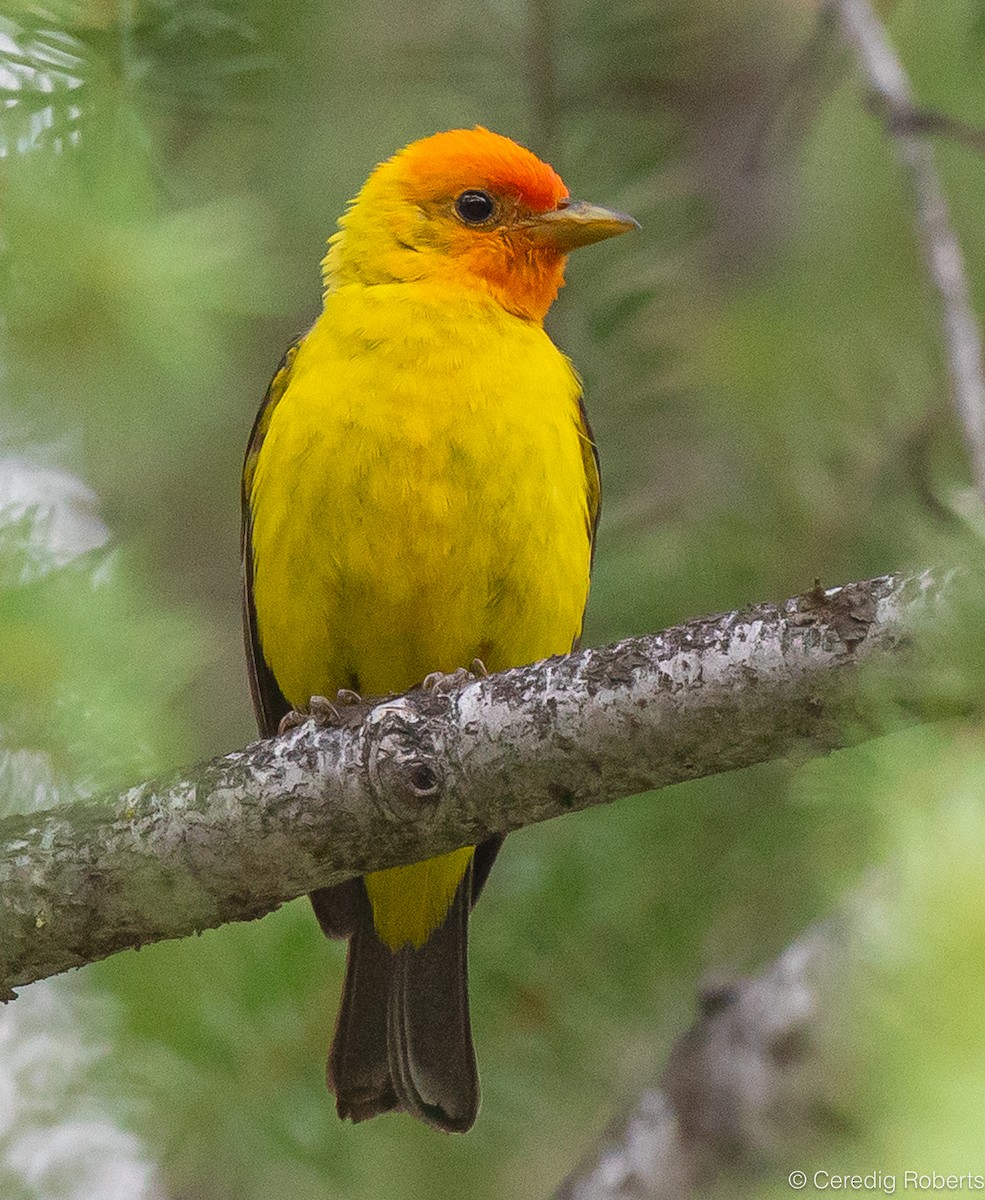 Western Tanager - ML600304431