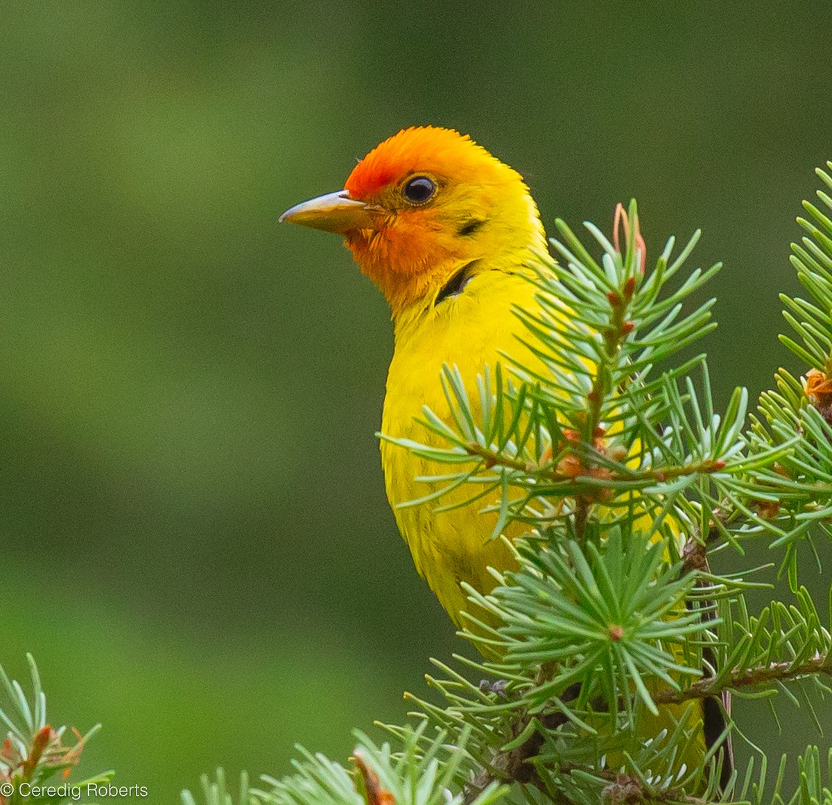 Western Tanager - ML600304441