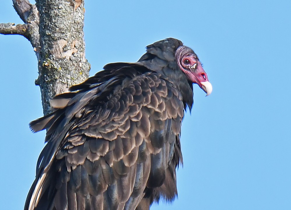 Turkey Vulture - ML600305171