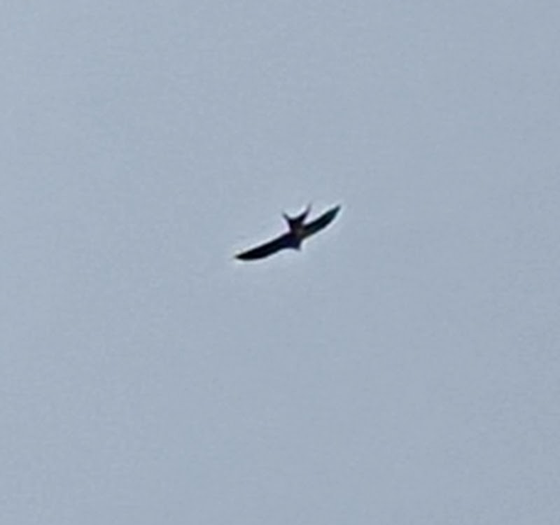Swallow-tailed Kite - ML600305961